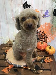 ただいまハロウィンです?