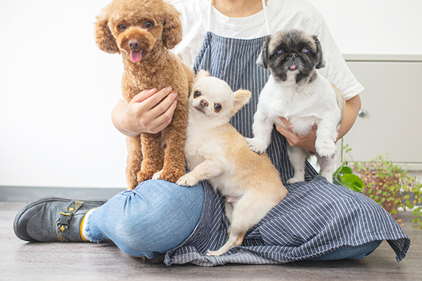 可愛い看板犬と一緒にお待ちしております